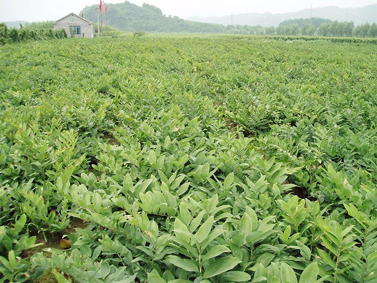 岳西县苗木种植业:一场绿色生态的美丽革命