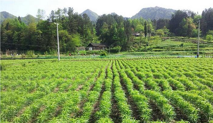 中药材种植